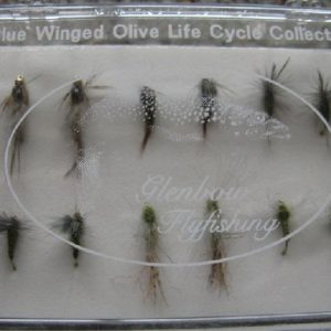Blue Winged Olive Life Cycle Collection