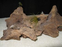 Flies Mounted on Driftwood