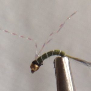 Bead Head, Zebra Olive