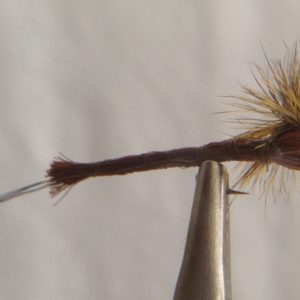 Brown Paradrake -Size 12