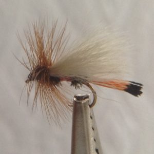 Coachman Trude - Size 12