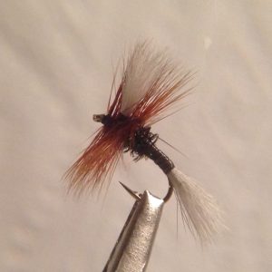 H & L Variant -Size 12