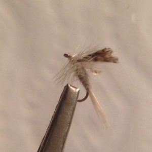 Light Cahill -Size16