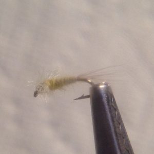 Pale Morning Dun Spinner