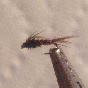 Pheasant Tail Flashback