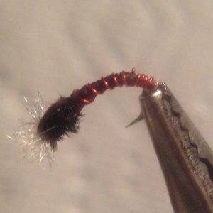 Red Butt Brown Chronie